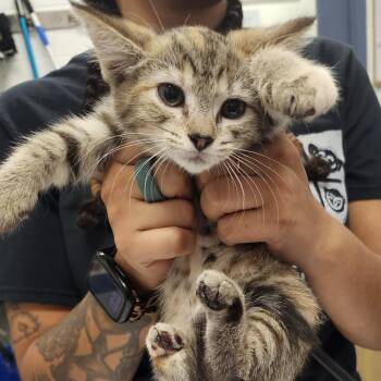 Tatties -  Domestic Short Hair Cat for Adoption in Pittsburgh, Pennsylvania - Tatties | PetCurious