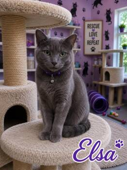 Elsa -  Domestic Short Hair Cat for Adoption in Mountain Home, Arkansas - Elsa | PetCurious