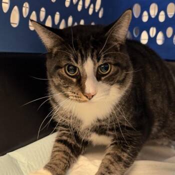 Zeb -  Domestic Short Hair Cat for Adoption in New York, New York - Zeb | PetCurious