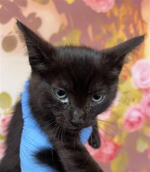 PUMA -  Domestic Short Hair Cat for Adoption in San Bernardino, California - PUMA | PetCurious