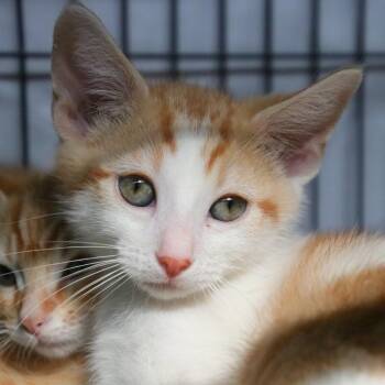 Colby (Beaker) -  Domestic Short Hair Cat for Adoption in Sarasota, Florida - Colby (Beaker) | PetCurious