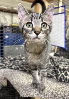 Giovonni -  Domestic Short Hair Cat for Adoption in Faribault, Minnesota - Giovonni | PetCurious