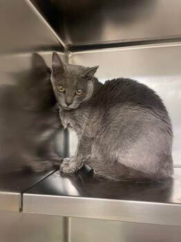 Domestic Short Hair Cats Available for Adoption in Mineral, Virginia - Gidget | PetCurious