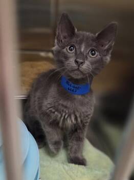 Gordon -  Domestic Medium Hair and Domestic Short Hair Cat for Adoption in Westland, Michigan - Gordon | PetCurious