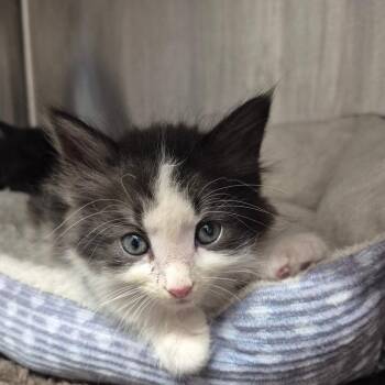 Domestic Long Hair Cats Available for Adoption in Kingman, Kansas - Bowie | PetCurious