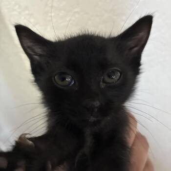 Domestic Short Hair Cats Available for Adoption in San Antonio, Texas - Bernard | PetCurious