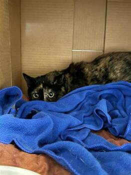 Domestic Short Hair Cats Available for Adoption in Largo, Florida - Prue | PetCurious