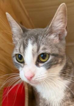 Jett -  Domestic Short Hair Cat for Adoption in New Braunfels, Texas - Jett | PetCurious