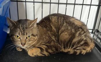 Rescue Domestic Short Hair Cats for Adoption in Muskegon, Michigan - REACHER | PetCurious