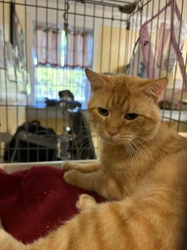 Darby -  Domestic Short Hair Cat for Adoption in North East, Maryland - Darby | PetCurious