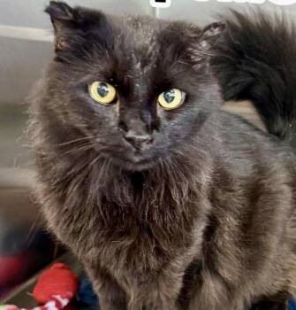Mooch -  Domestic Long Hair Cat for Adoption in Bolivia, North Carolina - Mooch | PetCurious