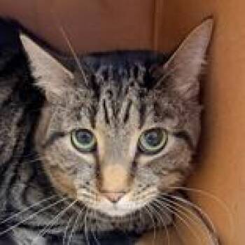Drew -  Domestic Short Hair Cat for Adoption in Hilliard, Ohio - Drew | PetCurious