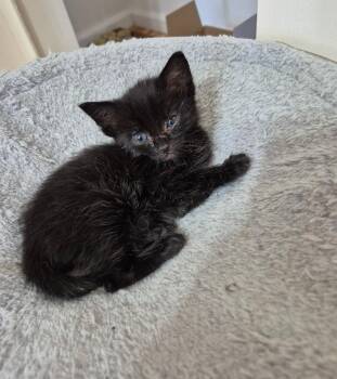 Rescue Domestic Short Hair Cats for Adoption in Philadelphia, Pennsylvania - Jellybean | PetCurious