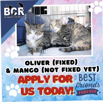 Rescue Domestic Short Hair Cats for Adoption in Bridgeport, Connecticut - Oliver & Mango | PetCurious