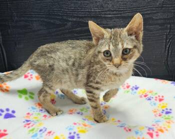 Domestic Short Hair Cats Available for Adoption - Hiccup | PetCurious
