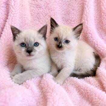 Lacey and Luna -  Siamese Cat for Adoption in Copley, Ohio - Lacey And Luna | PetCurious