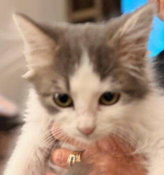 Rescue Domestic Medium Hair Cats for Adoption in Dayton, Ohio - Lucy | PetCurious