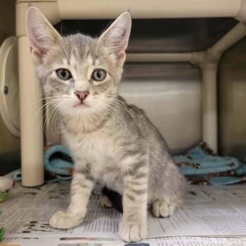 Blade Ward -  Domestic Short Hair Cat for Adoption in Columbia, Missouri - Blade Ward | PetCurious
