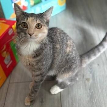 Willow Taylor -  Dilute Calico and Domestic Short Hair Cat for Adoption in Friendswood, Texas - Willow Taylor | PetCurious