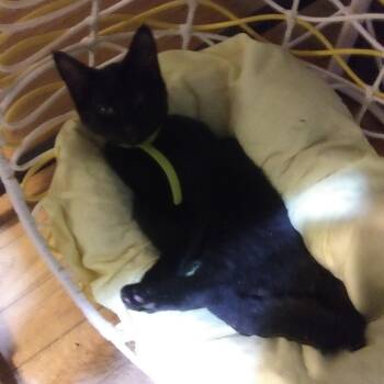 Sally -  Domestic Short Hair Cat for Adoption in PORT WENTWRTH, Georgia - Sally | PetCurious