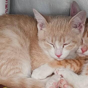 Domestic Short Hair Cats Available for Adoption in Grinnell, Iowa - Catboy | PetCurious