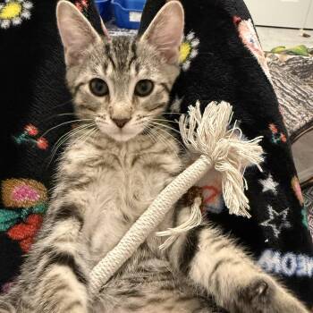 Lucky Charms - Acorn -  Domestic Short Hair Cat for Adoption in Leesburg, Virginia - Lucky Charms - Acorn | PetCurious