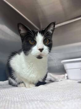 Smooth Operator -  Domestic Short Hair Cat for Adoption in Sebastian, Florida - Smooth Operator | PetCurious