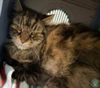 Bear -  Domestic Medium Hair Cat for Adoption in Potsdam, New York - Bear | PetCurious