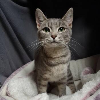 Harper -  Domestic Short Hair Cat for Adoption in Charleston, South Carolina - Harper | PetCurious