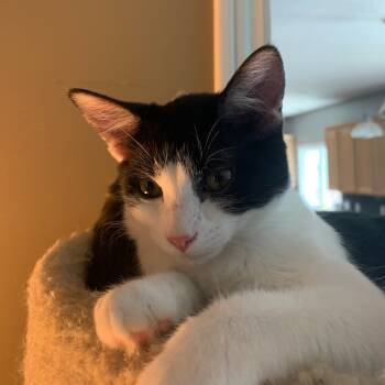 Rescue Domestic Short Hair Cats for Adoption in Davenport, Iowa - Pepper | PetCurious