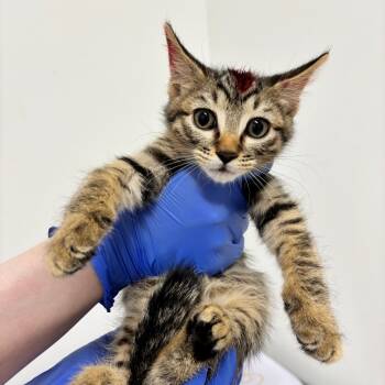 Rescue Domestic Short Hair Cats for Adoption in Phoenix, Arizona - Velmir | PetCurious