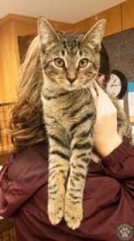 Demi -  Domestic Short Hair Cat for Adoption in Potsdam, New York - Demi | PetCurious