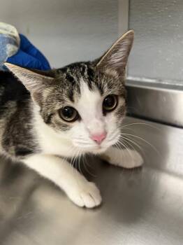 SWEET POTATO -  Domestic Short Hair Cat for Adoption in Las Vegas, Nevada - SWEET POTATO | PetCurious