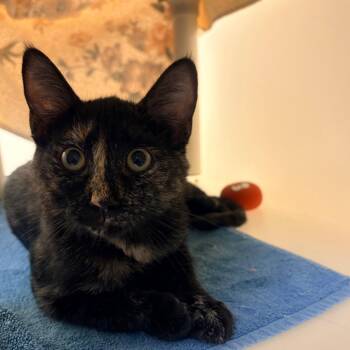 Domestic Short Hair Cats Available for Adoption in Harrisonburg, Virginia - Winnie | PetCurious