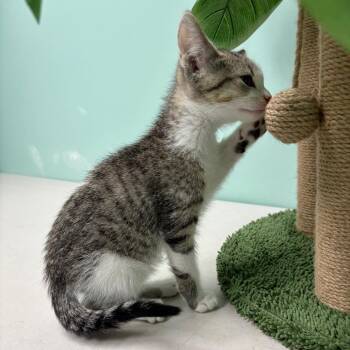 Jack -  Domestic Short Hair Cat for Adoption in Clavet, Saskatchewan - Jack | PetCurious