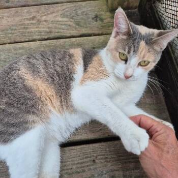 Holly Hobby -  Dilute Calico and Domestic Short Hair Cat for Adoption in Friendswood, Texas - Holly Hobby | PetCurious