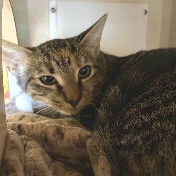 Rescue Domestic Short Hair Cats for Adoption in Gloucester, Virginia - Peaches | PetCurious