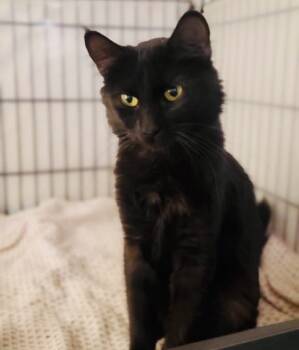 Rescue Domestic Long Hair Cats for Adoption in Wasilla, Alaska - Jean | PetCurious