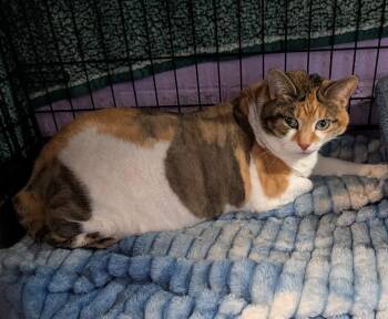 Dilute Calico and Domestic Short Hair Cats Available for Adoption in Marietta, Ohio - Lilly (Spayed)  | PetCurious