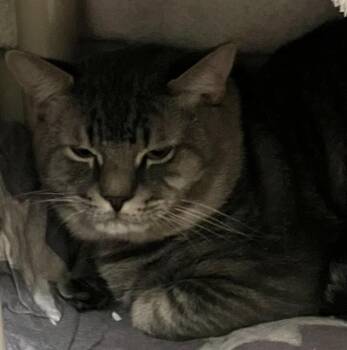 Domestic Short Hair Cats Available for Adoption - FENDER | PetCurious