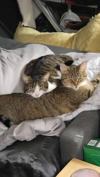 Rescue Domestic Short Hair Cats for Adoption in Royal Oak, Michigan - Adrian & Paulie | PetCurious