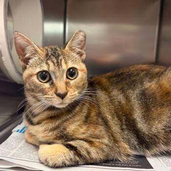 Gillian -  Domestic Short Hair Cat for Adoption in Charlottesville, Virginia - Gillian | PetCurious