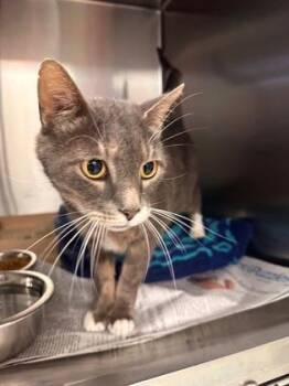 Mickey -  Domestic Short Hair Cat for Adoption in Fort Worth, Texas - Mickey | PetCurious