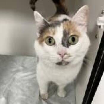 Twix -  Domestic Short Hair Cat for Adoption in Hilliard, Ohio - Twix | PetCurious