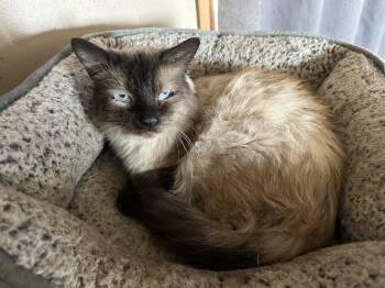 Rescue Siamese and Domestic Long Hair Cats for Adoption in Albany, Wisconsin - Tamatoa | PetCurious