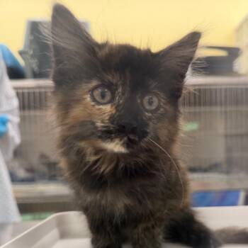 Carrots -  Domestic Medium Hair Cat for Adoption in West Palm Beach, Florida - Carrots | PetCurious