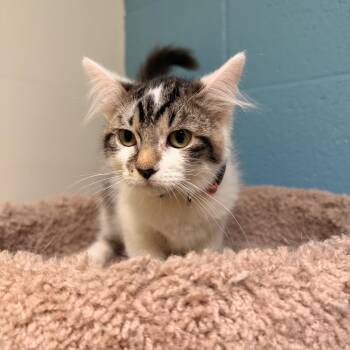 Tiramisu -  Domestic Medium Hair Cat for Adoption in Kansas City, Missouri - Tiramisu | PetCurious