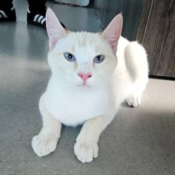 Elijah -  Domestic Short Hair Cat for Adoption in Lakewood, Colorado - Elijah | PetCurious