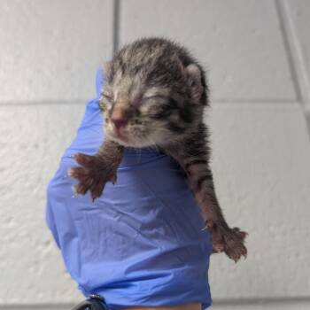 Betsy Ross -  Domestic Short Hair Cat for Adoption in West Olive, Michigan - Betsy Ross | PetCurious