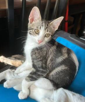 London -  Domestic Short Hair Cat for Adoption in Magnolia, Texas - London | PetCurious